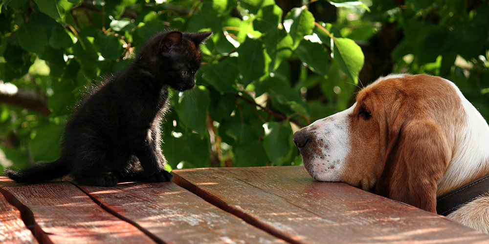 見つめあう黒猫と犬