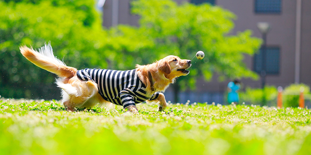 ボールを追いかける犬